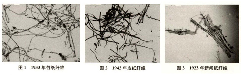 竹紙、皮紙、新聞紙纖維圖譜